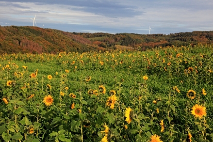 Herbst in der Elfringhauser Schweiz Herbst in der Elfringhauser Schweiz
