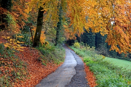 Aufstieg zur Burgruine mit dem Graf-Engelbert-Weg (X28)