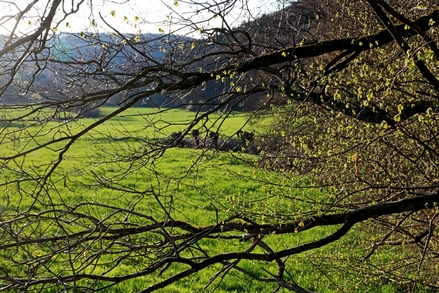 Frühling im Felderbachtal