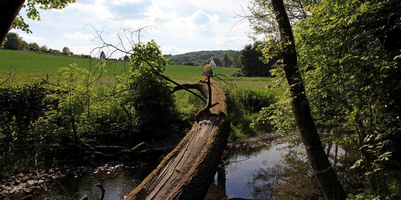 Das Felderbachtal in der Elfringhauser Schweiz