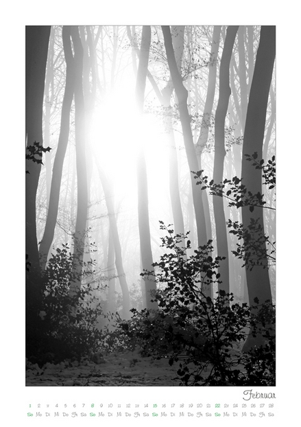 Kalender 2026 „Baumsichten"