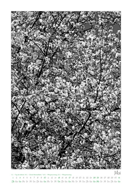 Kalender 2026 „Baumsichten"