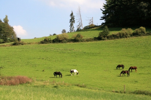 Von Nierenhof durch das Felderbachtal Von Nierenhof durch das Felderbachtal