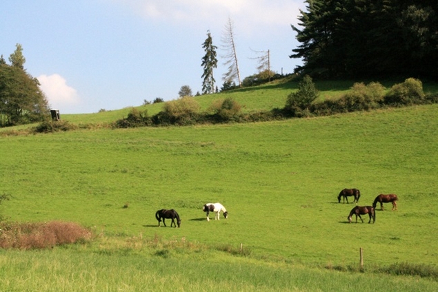 Von Nierenhof durch das Felderbachtal